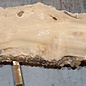 Caucasian Elm, burl slab, approx. 2600 x 830 x 62 mm, 13705