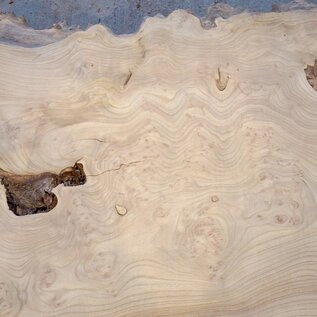 Caucasian Elm, burl slab, approx. 2600 x 830 x 62 mm, 13705