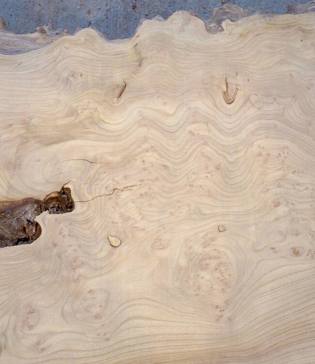 Caucasian Elm, burl slab, approx. 2600 x 830 x 62 mm, 13705