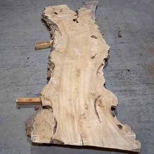 Caucasian Elm, burl slab, approx. 2600 x 830 x 62 mm, 13705
