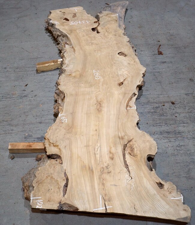 Caucasian Elm, burl slab, approx. 2600 x 830 x 62 mm, 13705