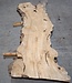Caucasian Elm, burl slab, approx. 2600 x 830 x 62 mm, 13705