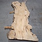 Caucasian Elm, burl slab, approx. 2600 x 830 x 62 mm, 13705