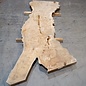 Caucasian Elm, burl slab, approx. 2400 x 980 x 62 mm, 13704