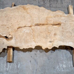 Caucasian Elm, burl slab, approx. 2400 x 980 x 62 mm, 13704