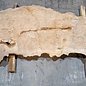 Caucasian Elm, burl slab, approx. 2400 x 980 x 62 mm, 13704