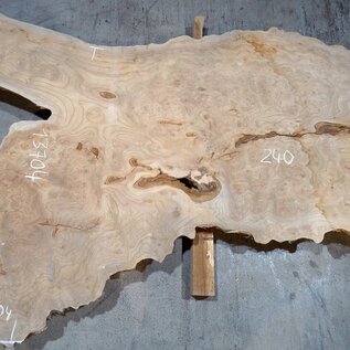 Caucasian Elm, burl slab, approx. 2400 x 980 x 62 mm, 13704