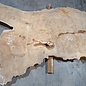 Caucasian Elm, burl slab, approx. 2400 x 980 x 62 mm, 13704