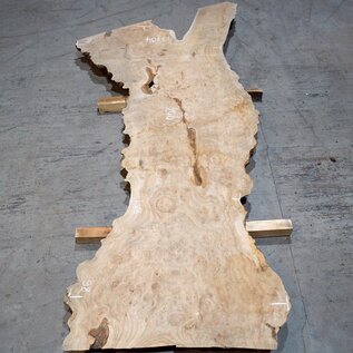 Caucasian Elm, burl slab, approx. 2400 x 980 x 62 mm, 13704