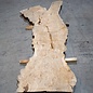 Caucasian Elm, burl slab, approx. 2400 x 980 x 62 mm, 13704