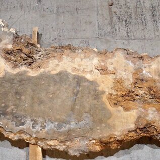 Caucasian Elm, burl slab, approx. 2400 x 980 x 62 mm, 13704