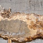 Caucasian Elm, burl slab, approx. 2400 x 980 x 62 mm, 13704