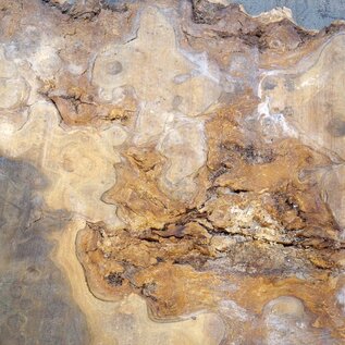 Caucasian Elm, burl slab, approx. 2400 x 980 x 62 mm, 13704