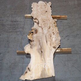 Caucasian Elm, burl slab, approx. 2100 x 510 x 40 mm, 13703