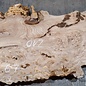 Caucasian Elm, burl slab, approx. 2100 x 510 x 40 mm, 13703
