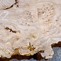 Caucasian Elm, burl slab, approx. 2100 x 510 x 40 mm, 13703