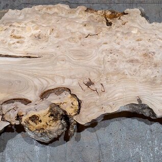 Caucasian Elm, burl slab, approx. 2100 x 510 x 40 mm, 13703