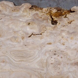 Kaukasische Rüster Maserplatte, ca. 2100 x 510 x 40 mm, 13703