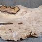 Caucasian Elm, burl slab, approx. 2050 x 400 x 40 mm, 13702