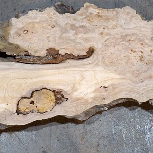 Caucasian Elm, burl slab, approx. 2050 x 400 x 40 mm, 13702