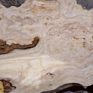 Caucasian Elm, burl slab, approx. 2050 x 400 x 40 mm, 13702