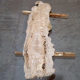 Caucasian Elm, burl slab, approx. 1800 x 450 x 50 mm, 13701