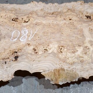 Caucasian Elm, burl slab, approx. 1800 x 450 x 50 mm, 13701
