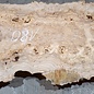 Caucasian Elm, burl slab, approx. 1800 x 450 x 50 mm, 13701