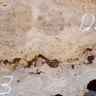 Caucasian Elm, burl slab, approx. 1800 x 450 x 50 mm, 13701