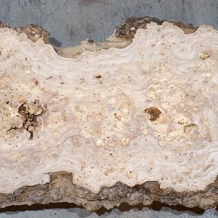 Kaukasische Rüster Maserplatte, ca. 1800 x 450 x 50 mm, 13701