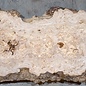 Caucasian Elm, burl slab, approx. 1800 x 450 x 50 mm, 13701