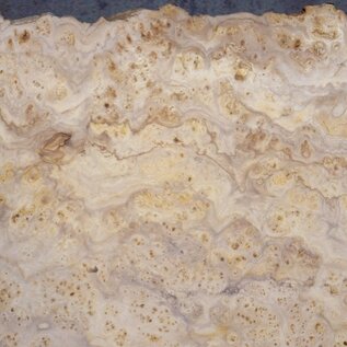 Caucasian Elm, burl slab, approx. 1400 x 400 x 50 mm, 13700