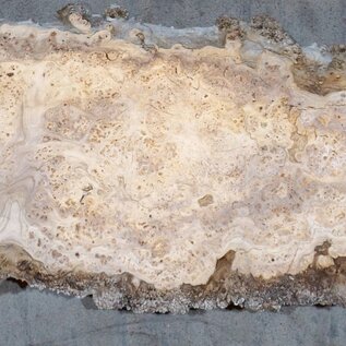 Kaukasische Rüster Maserplatte, ca. 1400 x 400 x 50 mm, 13700