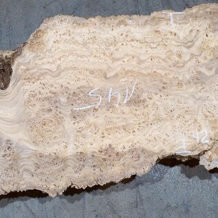 Caucasian Elm, burl slab, approx. 1450 x 420 x 40 mm, 13699