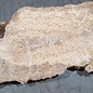 Caucasian Elm, burl slab, approx. 1450 x 420 x 40 mm, 13699