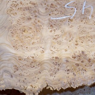 Caucasian Elm, burl slab, approx. 1450 x 420 x 40 mm, 13699