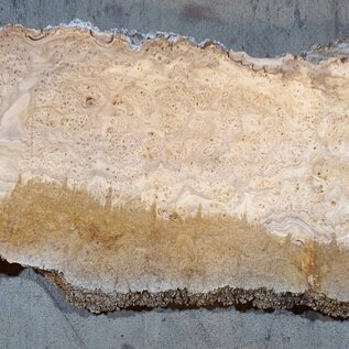 Caucasian Elm, burl slab, approx. 1450 x 420 x 40 mm, 13699