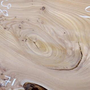 Caucasian Elm, burl slab, approx. 1550 x 710/550 x 48 mm, 13698
