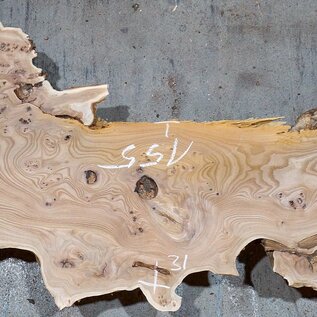Caucasian Elm, burl slab, approx. 1550 x 420 x 48 mm, 13697