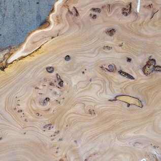 Caucasian Elm, burl slab, approx. 1550 x 420 x 48 mm, 13697