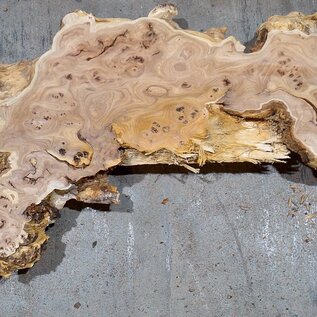 Caucasian Elm, burl slab, approx. 1550 x 420 x 48 mm, 13697