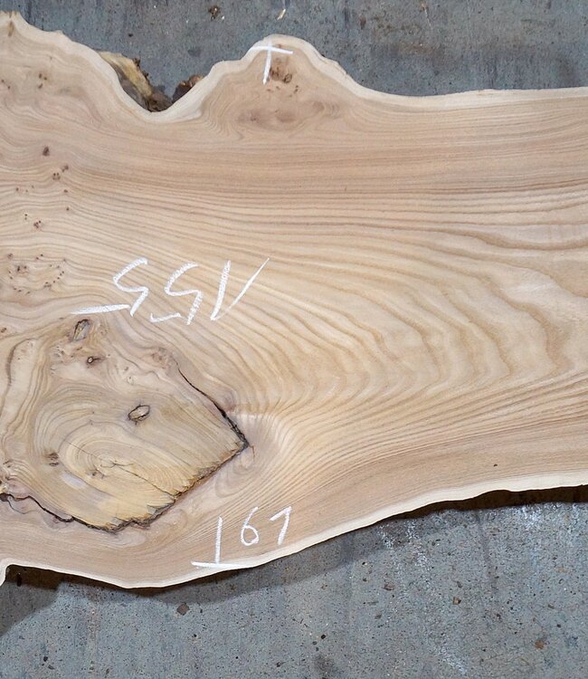 Caucasian Elm, burl slab, approx. 1550 x 500 x 48 mm, 13696