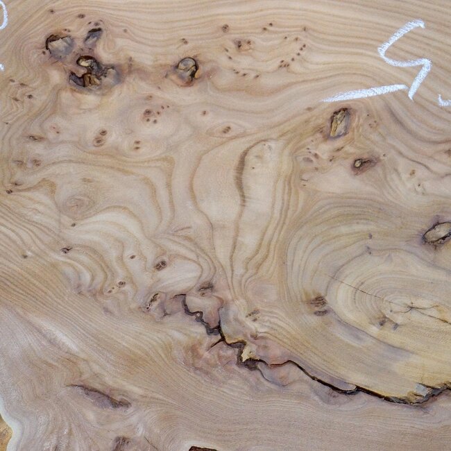 Kaukasische Rüster Maserplatte, ca. 1550 x 500 x 48 mm, 13696