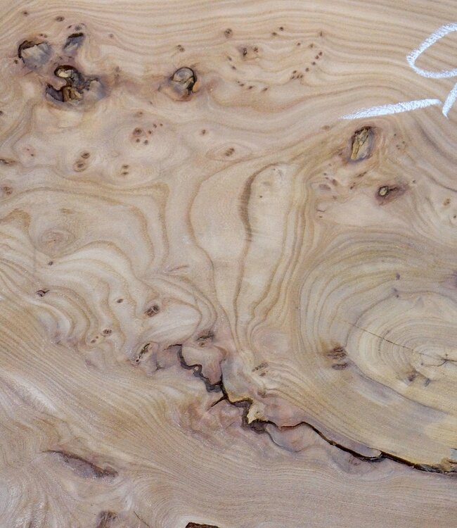 Caucasian Elm, burl slab, approx. 1550 x 500 x 48 mm, 13696