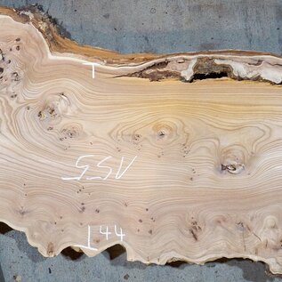 Caucasian Elm, burl slab, approx. 1550 x 500 x 48 mm, 13695