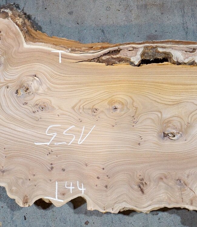 Caucasian Elm, burl slab, approx. 1550 x 500 x 48 mm, 13695