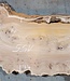 Caucasian Elm, burl slab, approx. 1550 x 500 x 48 mm, 13695