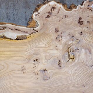 Caucasian Elm, burl slab, approx. 1550 x 500 x 48 mm, 13695