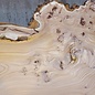 Caucasian Elm, burl slab, approx. 1550 x 500 x 48 mm, 13695