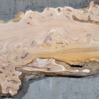 Caucasian Elm, burl slab, approx. 1550 x 500 x 48 mm, 13695